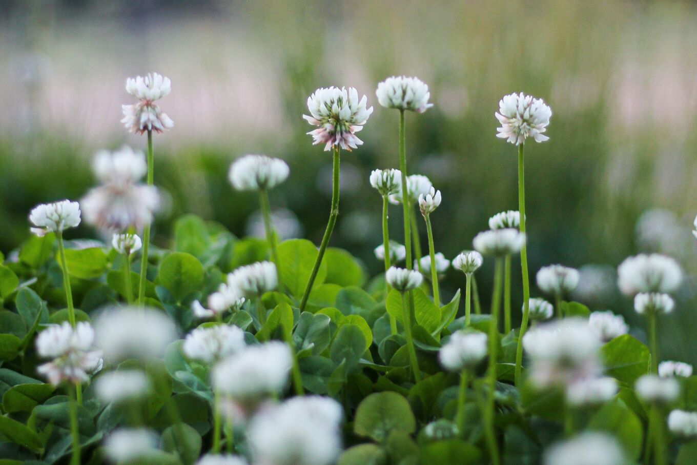 Photo d’un plant de trèfle blanc avec ses feuilles caractéristiques et ses fleurs, souvent présent dans les pelouses.