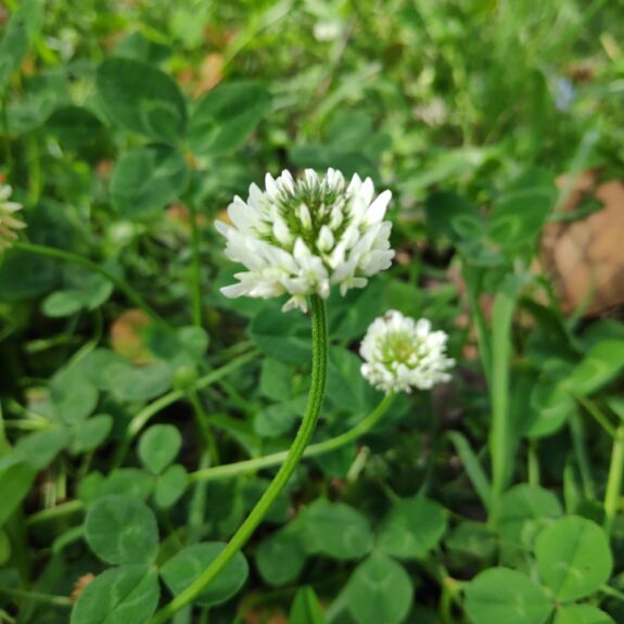Gros plan sur une fleur de trèfle blanc, une plante qui pousse fréquemment dans les pelouses et peut s'étendre rapidement.