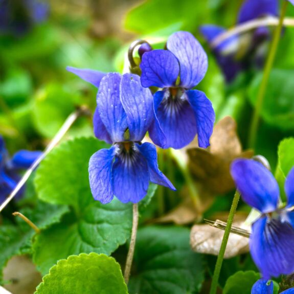 Gros plan sur les fleurs bleu vif de la violette sauvage, mettant en valeur leurs pétales délicats et leur aspect naturel.