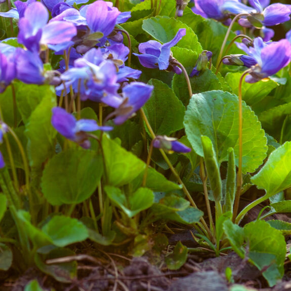 Photo d’un plant de violette sauvage mettant l’accent sur ses feuilles en forme de cœur, typiques de cette plante des sous-bois et pelouses.
