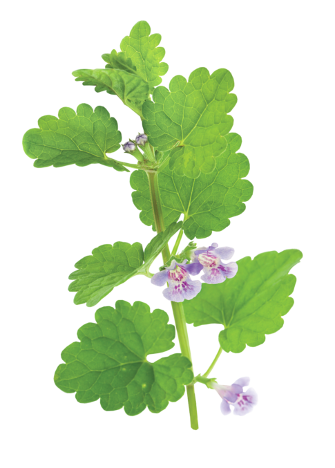 Montage d’une tige de lierre terrestre mettant en valeur ses feuilles arrondies et ses petites fleurs violettes.