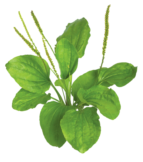 Montage de plantain mettant en évidence ses feuilles nervurées et ses inflorescences élancées, une plante commune des pelouses.